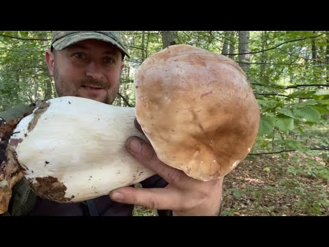Видео:  Декілька білих грибів Кошик РОЗВАЛИВСЯ під Вагою ! Середа третій день вересня 2025 з Білими грибами