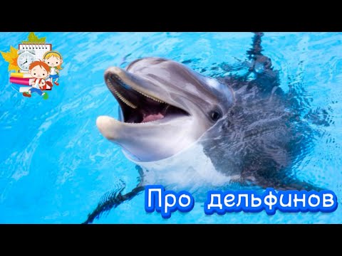 Видео: 🐬Про дельфинов детям | Познавательное видео о дельфинах