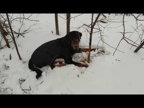 Видео: Купила дом в деревне. Экстренные работы.