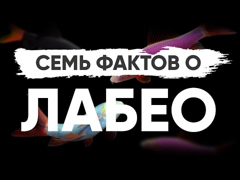 Видео: 7 фактов о Лабео, которые вы могли не знать