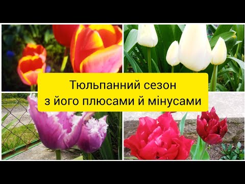 Видео: Які тюльпани вирощую. Що хочу змінити у вирощуванні цих квітів.
