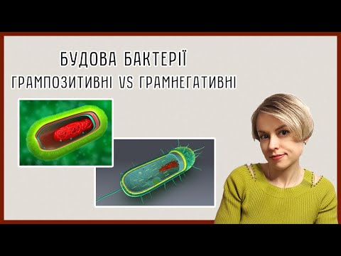 Видео: Будова бактеріальної клітини. Відмінності в структурі грампозитивних та грамнегативних бактерій