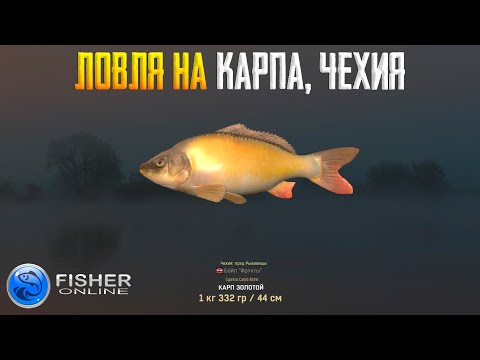 Видео: Fisher Online - Кои шигуре, карп #25