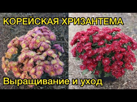 Видео: Корейская хризантема от А до Я. Выращивание, уход. Обзор.