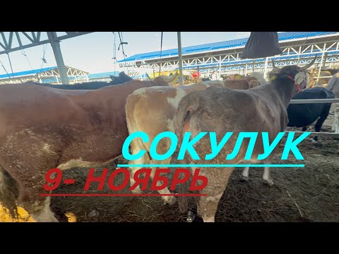 Видео: Уй базар саан бооз порода уйлар чыгыптыр сокулук мал базары 