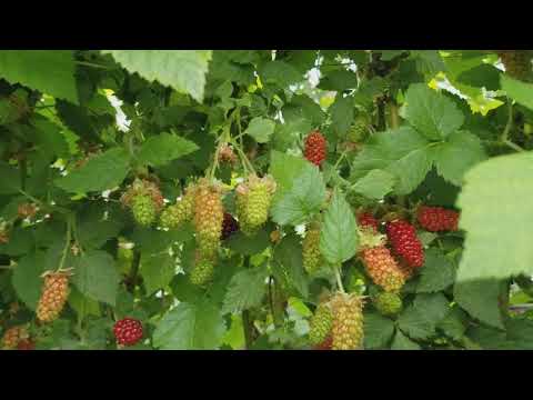 Видео: ЕЖЕВИКА КАРАКА БЛЭК. НАЧАЛО ИЮНЯ, РАВНЫХ СОРТОВ НЕТ.