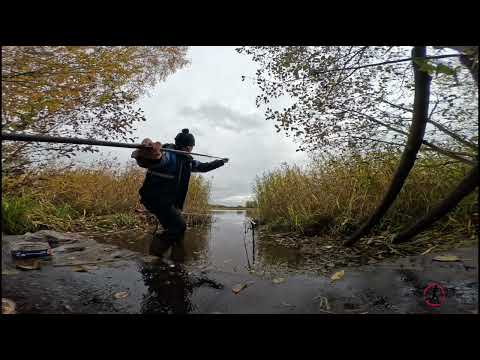 Видео: Охота на карася в диком пруду