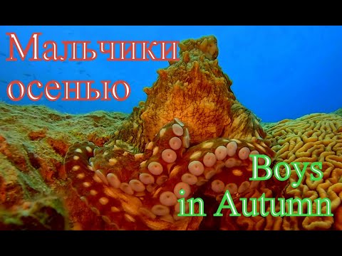 Видео: Мальчики осенью/Boys in Autumn