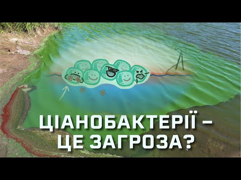 Видео: Бактерія, яка зробила можливим життя на Землі [MinuteEarth]