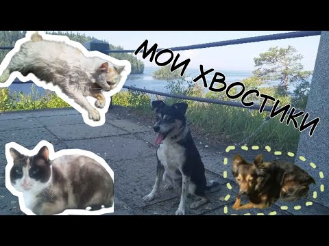 Видео: Истории моих хвостиков, которых я забрала из приюта и про волонтерство