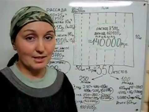 Видео: Как заработать на клубнике. Часть 3. Расчет прибыли с 1 сотки.