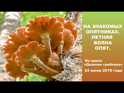 Видео: На знакомых опятниках. Летняя волна опят. Дневник грибника 24 июля 2019 года.