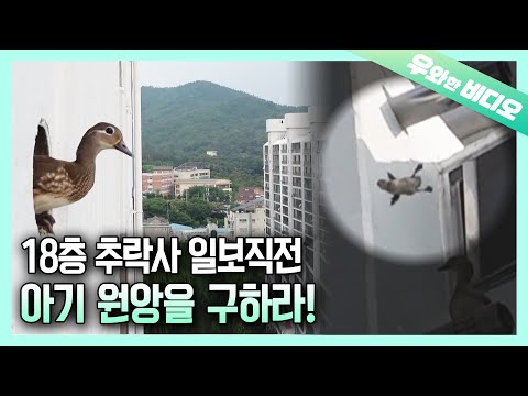 Видео: Движущаяся история блокбастера! Птенцы, которые не умеют летать, вылупились на 18 этаже!