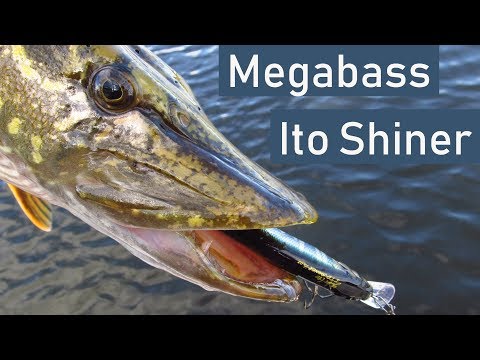 Видео: Обзор воблера Megabass Ito Shiner