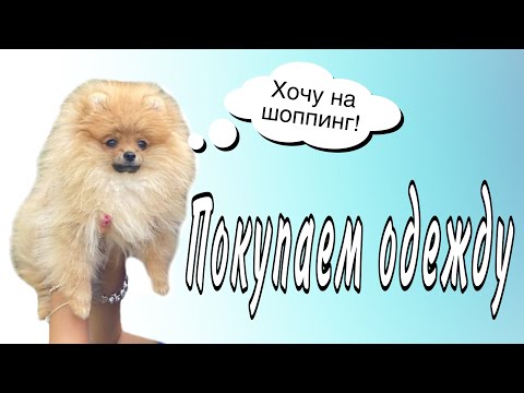 Видео: Выбираю одежду моему шпицу Патрику🐾🐕