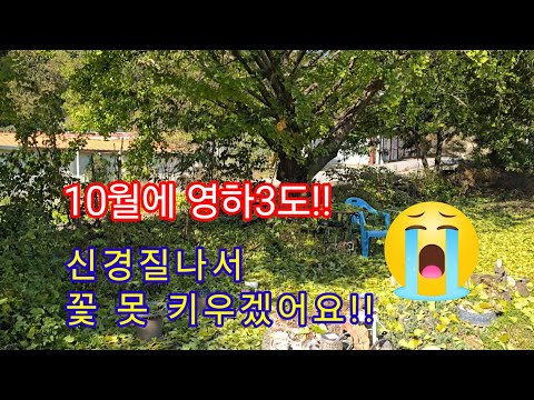 Видео: Я вообще не умею выращивать цветы. В Капхёне, Кёнгидо, сейчас -3 градуса!! Они все испорчены 😭