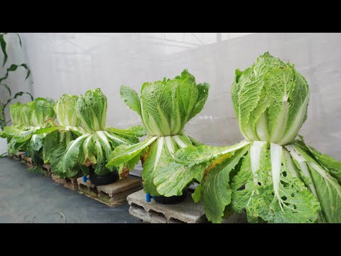 Видео: Неожиданно растущая пекинская капуста в маленькой пластиковой бутылке все еще такая пышная и большая