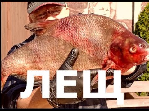 Видео: Грибы в огромном леще. Но есть нюансы!