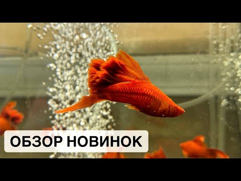 Видео: Монодактилы и брызгуны / Редкие меченосцы и тетры / Птичий Рынок 2024 / Аквариумные рыбки