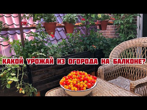 Видео: Какой урожай можно собрать из огорода на балконе?