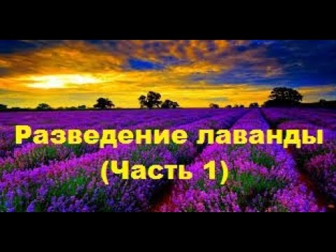 Видео: ЛАВАНДА - РАЗМНОЖЕНИЕ (часть 1)