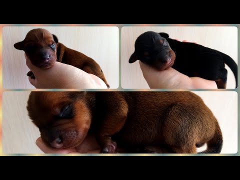 Видео: Щенкам цвергпинчера 7 дней / Miniature Pinscher puppies 7 days old