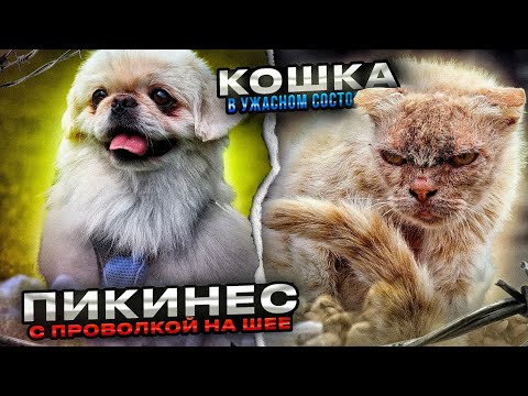 Видео: Пекинес с куском ремня на шее, закрученый проволкой😰 | Кошка скелет вышла прям под колеса с полей😱