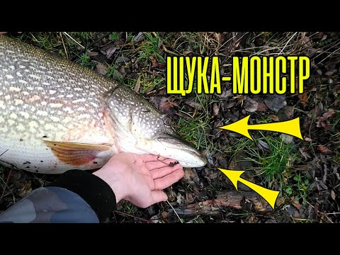Видео: Трофейна щука! Я зловив рибу-монстра на цю приманку
