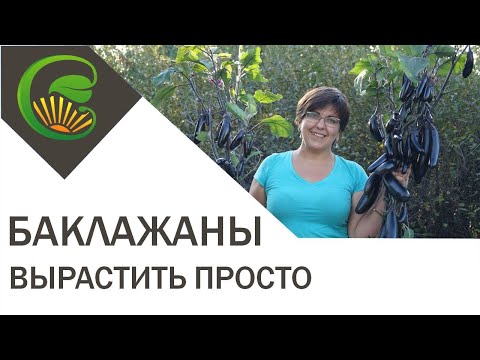 Видео: Вырастить баклажаны просто