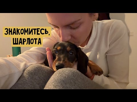 Видео: Завели таксу… / Знакомство со школой / Сахарный горох / Ребенок удивил рисунками / Жизнь в Берлине