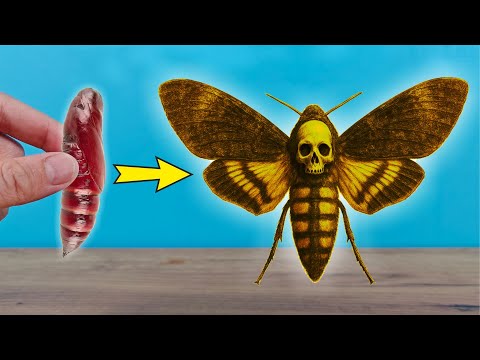 Видео: Как вырастить самую жуткую бабочку в мире. Бражник Мертвая голова! 💀