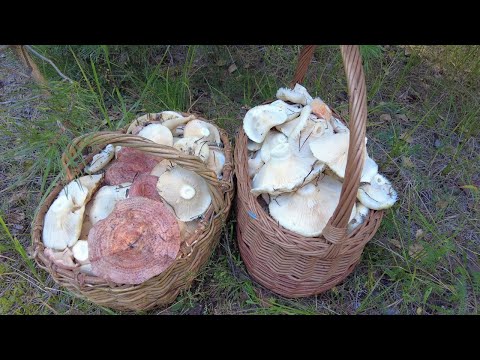 Видео: Две корзины груздей — и ни кого рядом!