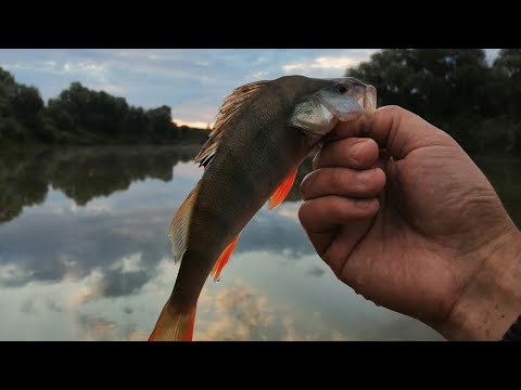 Видео: Ловля окуня и щуки летом на спиннинг. Рыбалка на спиннинг с берега в июле. Окунь и щука на вертушку.