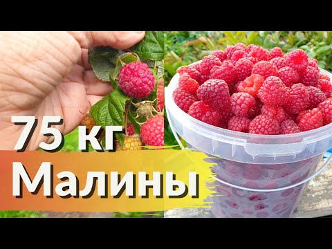 Видео: Ремонтантная Малина Полька. Лучшие Сорта Малины!