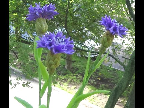 Видео: ВАСИЛЕК ИЗ ХОЛОДНОГО ФАРФОРА  (CORNFLOWER)