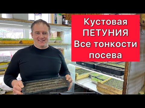 Видео: Кустовая ПЕТУНИЯ. Тонкости посева семян