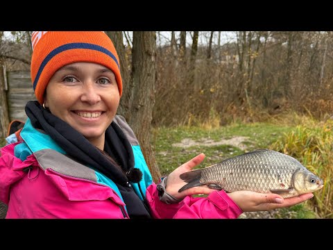 Видео: Вона повернулася і злапала найбільшого😱 Карась на поплавок у листопаді