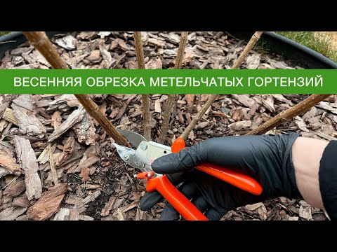 Видео: ВЕСЕННЯЯ ОБРЕЗКА МЕТЕЛЬЧАТЫХ ГОРТЕНЗИЙ 15 марта 2024