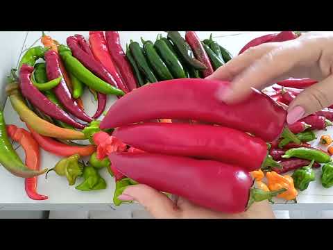 Видео: Фавориты сезона среди острых и полуострых перцев.г.Каменск-Уральский.01.10.2024 г.