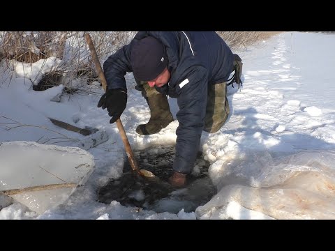 Видео: Бобр ушел под лед! Что делать??? Охота на бобра капканами.
