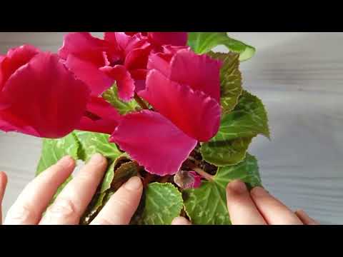 Видео: 🌷💧 Вы только посмотрите, ЧТО сделал фитильный полив с моим цикламеном!