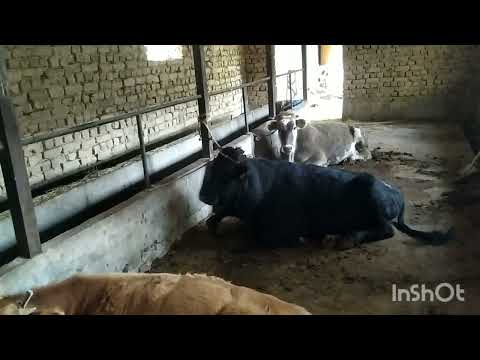 Видео: Бука бизнес _ багып сатуу!!!