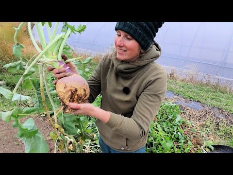 Видео: Наш ПОСЛЕДНИЙ урожай перед зимой | 600 посаженных чесноков и рецепт «с грядки на стол»