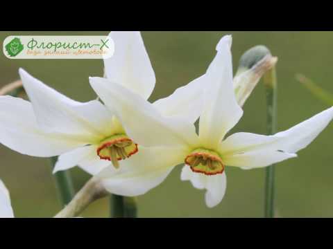 Видео: Посадка нарциссов – куда, когда и как сажать нарциссы