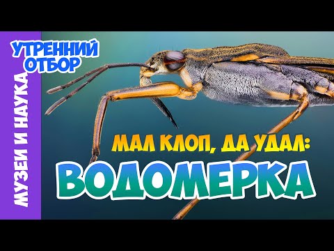 Видео: Водомерки – между воздухом и водой. Тимофей Левченко