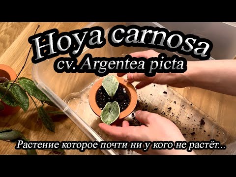 Видео: Hoya carnosa cv. Argentea picta- Растение которое почти ни у кого не растёт...