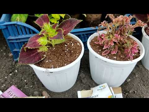 Видео: Обзор колеусов от разных продавцов. Готовимся к зиме 