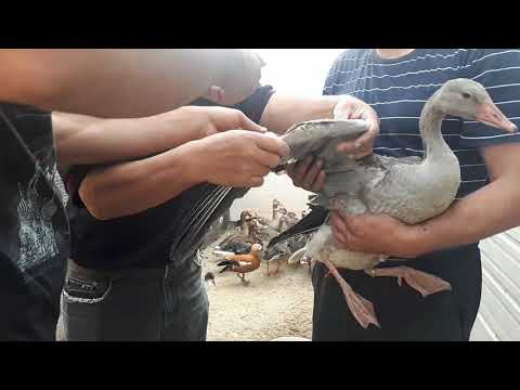 Видео: #60 ОЧЕНЬ ДОБРОЕ УТРО , ДИКИЕ ГУСИ, УТКИ , ЛЕБЕДИ