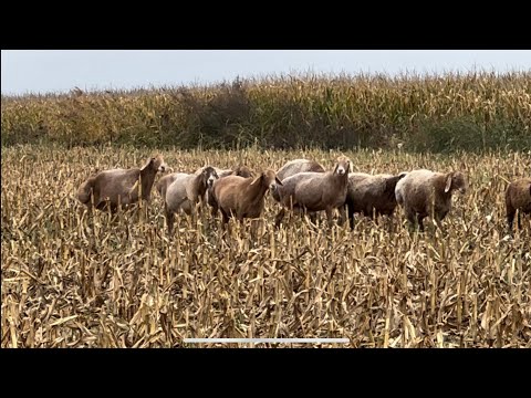 Видео: Овцы на кукурузном поле 🌽, утренний рацион