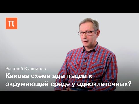 Видео: Полезные прионы и амилоиды - Виталий Кушниров